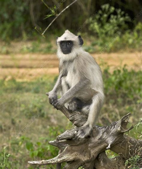 Hanuman langur monkey - Stock Image - C008/4957 - Science Photo Library