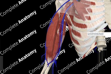 Coracobrachialis Muscle | Complete Anatomy