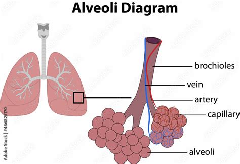 Pulmonary Alveoli Diagram