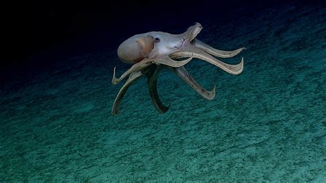 Journey into Midnight: Light and Life Below the Twilight Zone: Background: Cephalopods: NOAA ...