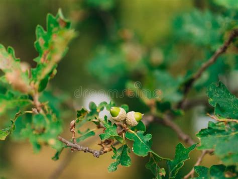 Groene Bladeren Van Eik En Eikels Stock Foto - Image of bladeren, openlucht: 90409872