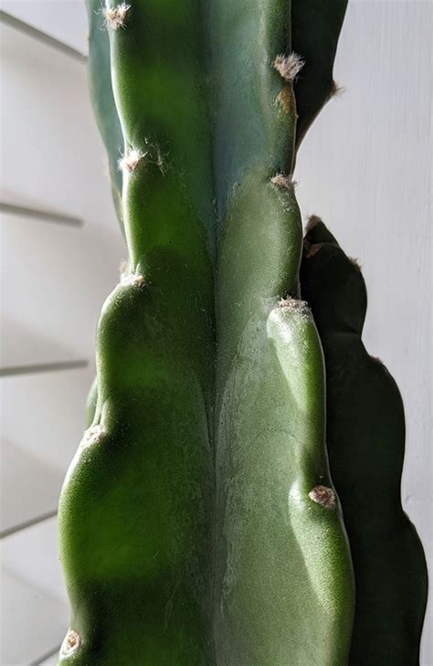 Cuddly Cactus (Cereus Jamacaru) Care Tips and Problem Guide ...