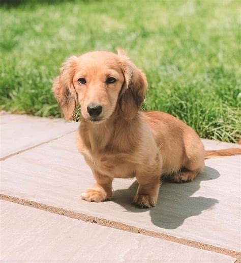 mini dachshund 🤍 | Long haired miniature dachshund, Golden retriever dachshund, Mini dachshund