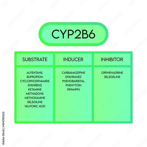 CYP2B6 Cytochrome p450 enzyme pharmaceutical substrates, inhibitors and ...