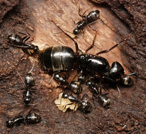 carpenter ant nest - Camponotus pennsylvanicus - BugGuide.Net