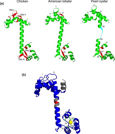 Three-dimensional modeling of troponin C. (a) Three-dimensional models ...