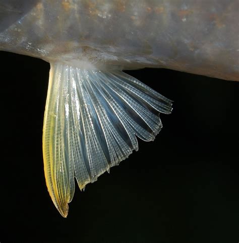 Pelvic fin - Wikipedia