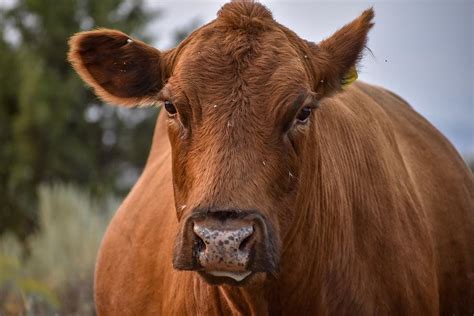 Red Angus Cow Photograph by Riley Bradford - Pixels