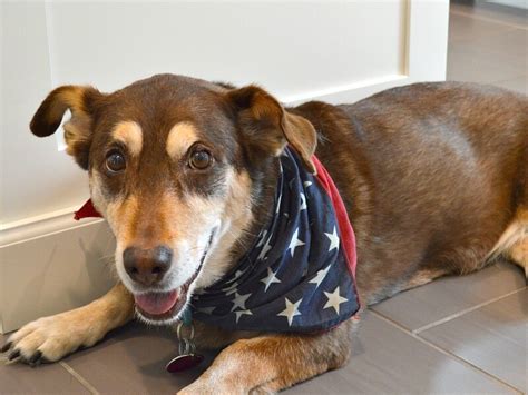 DIY Dog Cooling Mat - Easy-to-make Dog Cooling Bed and Pad