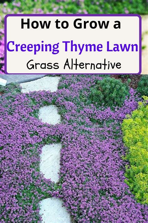 Will Creeping Thyme Choke Out Grass - Back Gardener