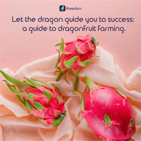 Utilize your barren land by setting up dragonfruit agriculture.