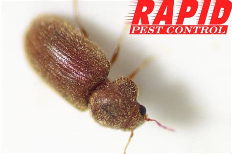 Drugstore Beetle Control London Ontario - Drugstore Beetle Removal ...