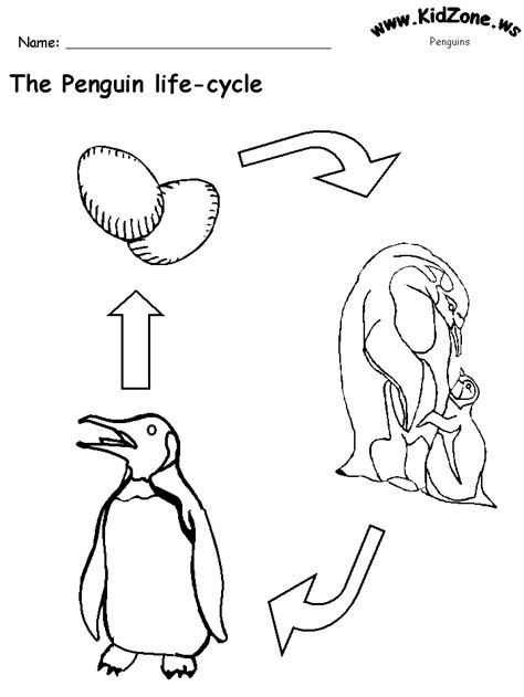 Penguin Life Cycle Worksheet (No Words) - Coloring Home