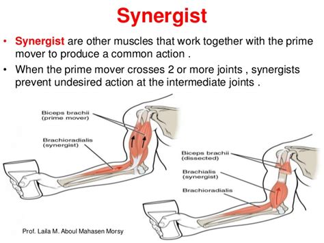 Synergist And Fixator Muscles Examples