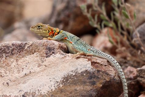 Eastern Collared Lizard - Colorado National Monument (U.S. National Park Service)