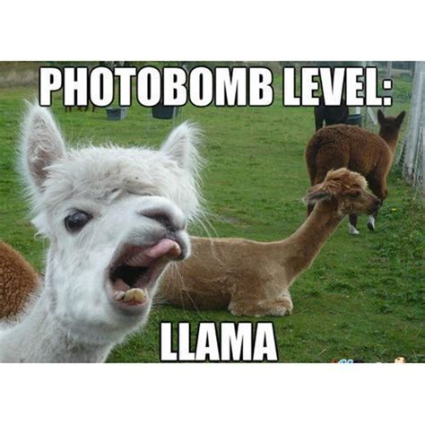 Llama memes Alpacas, Llamas Animal, Animal Memes, Funny Baby Gifts, Funny Babies, Cute Funny ...