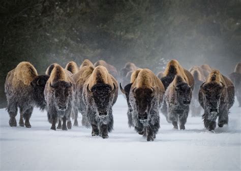 Reintroducing bison could have a surprising impact on the planet