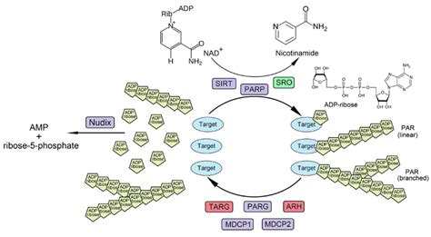 ADP-ribose metabolism mediated by poly (ADP-ribose) polymerases (PARP),... | Download Scientific ...