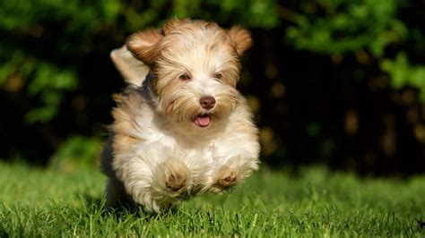 Top Dog Breeds for Small Apartments - Quiet Dog Breeds