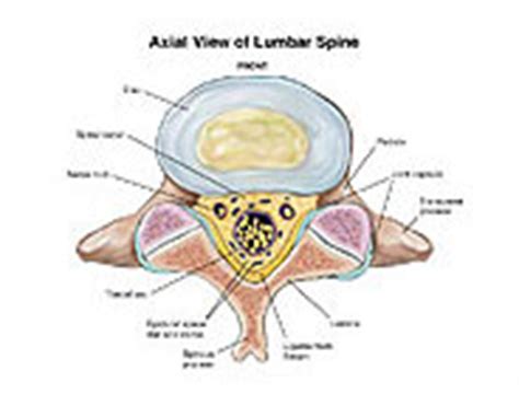 Axial View of Lumbar Spine Medical Illustration Medivisuals
