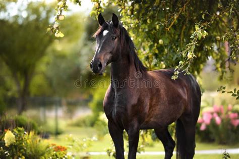 Beautiful Horse Standing Under an Apple Tree Stock Image - Image of dressage, outdoor: 255601527