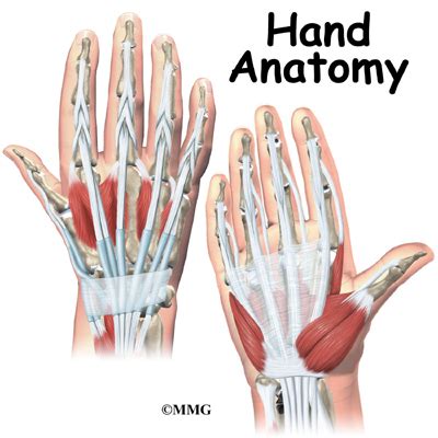 Hand Anatomy - eOrthopod.com