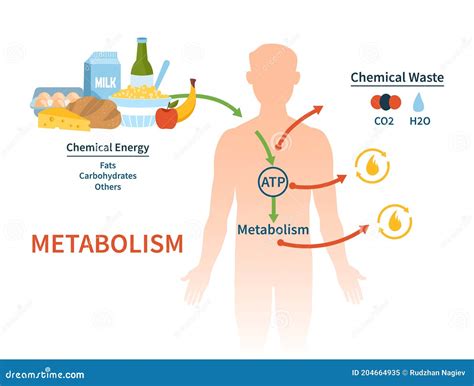 Human Metabolism Vector Banner. Stock Vector - Illustration of anatomy, internal: 204664935