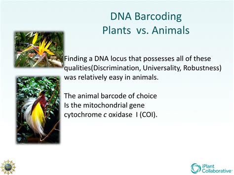 PPT - Plant DNA Barcoding PowerPoint Presentation, free download - ID:4245029