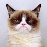Grumpy Cat Outside Meme Generator - Imgflip