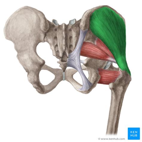 Gluteus Medius - Physiopedia