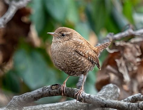 Winter Wren: Field Guide, Pictures, Habitat & Info - Optics Mag