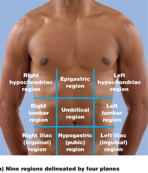 The Nine Abdominopelvic Regions Diagram | Quizlet