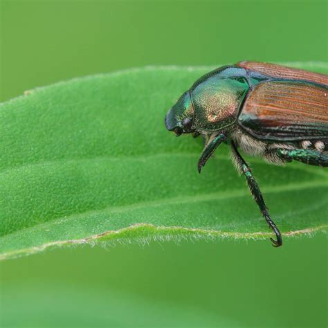 Japanese Beetle - Environmental Factor