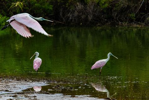 100+ Free Spoonbill & Nature Images - Pixabay