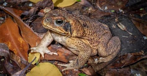 Discover 7 Poisonous Frogs in Florida