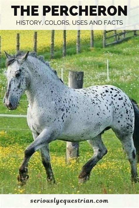 Percheron Horse- History, Colors, Uses, and Facts - Seriously Equestrian | Percheron horses ...