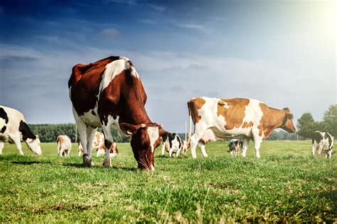 The Ins and Outs of Pasture Rotation for Healthy Sustainability