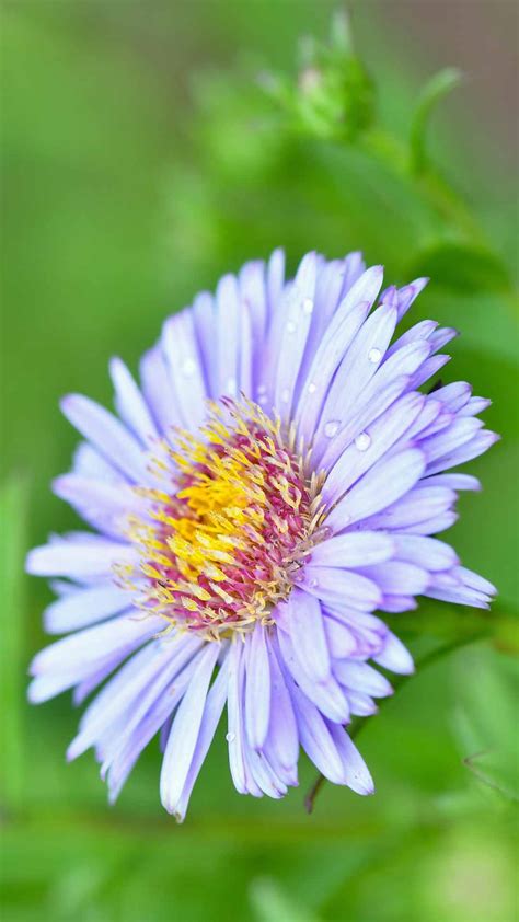 Aster photo