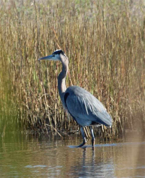 Ruminations: More Birds on Galveston Island