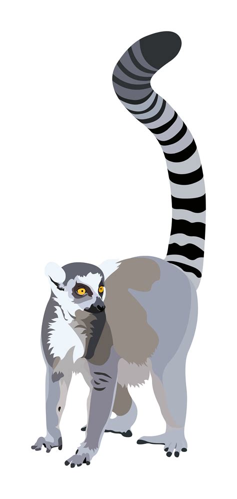 Lemur Vector Transparent - PNG All | PNG All
