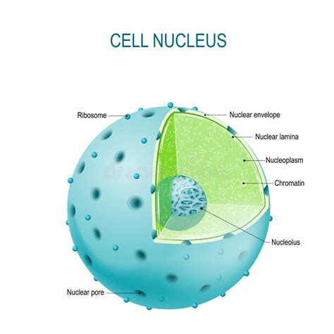 Cell Nucleus. Parts of the Cell Nucleus Stock Vector - Illustration of cytoplasm, microbiology ...