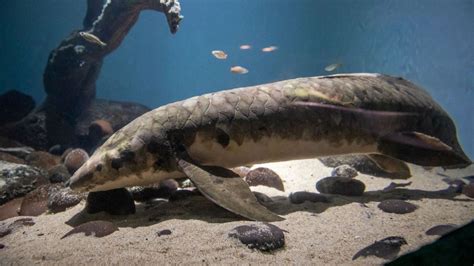 World's oldest aquarium fish 'Methuselah' could be decades older than ...