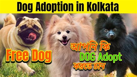 Free Dog Adoption Center In Kolkata | dog market in kolkata | Dog Price ...