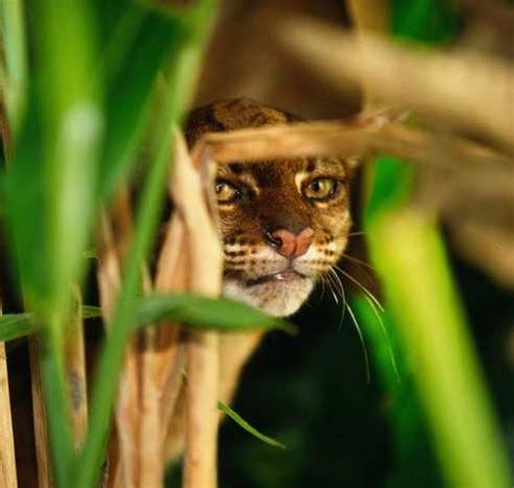 Borneo Bay Cat (Pardofelis badia) - Wild Cats Magazine