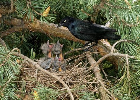 Brewer's Blackbird at nest Photograph by Damon Calderwood - Fine Art America