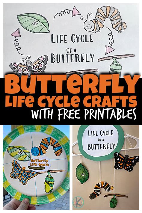 Life Cycle Of Butterfly Model