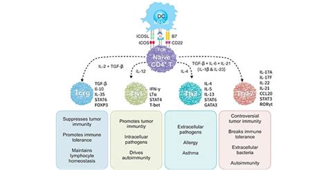 Get an Overview of T Cell Cytokines- CUSABIO