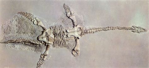 Fossils, Megafauna, Prehistoric animals