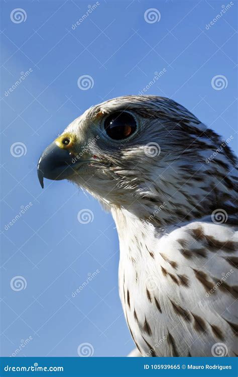 Falcon s eye stock image. Image of head, wildlife, wild - 105939665