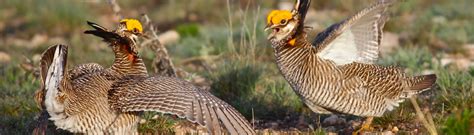 Lesser Prairie Chicken Conservation Bank - Restoration Systems